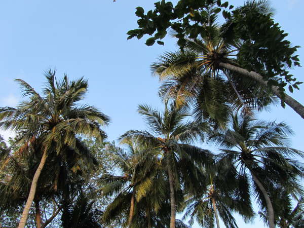 Palms at Bandos Island Resort
