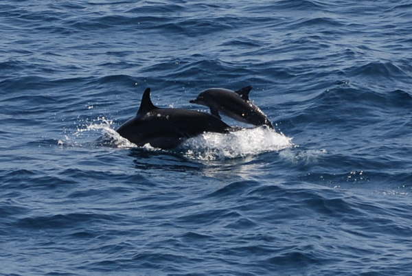 Spinner Dolphins 