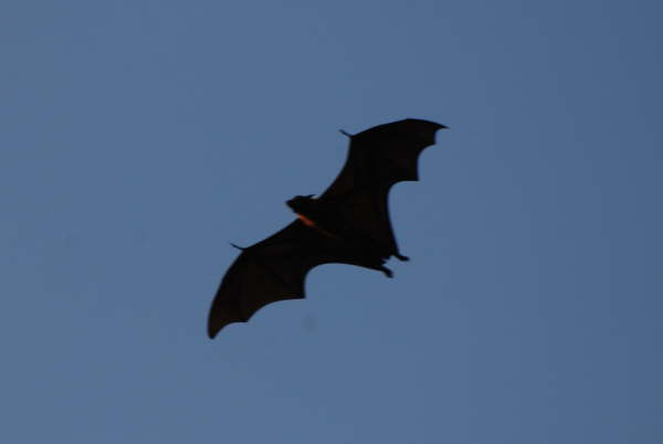 Fruit Bat