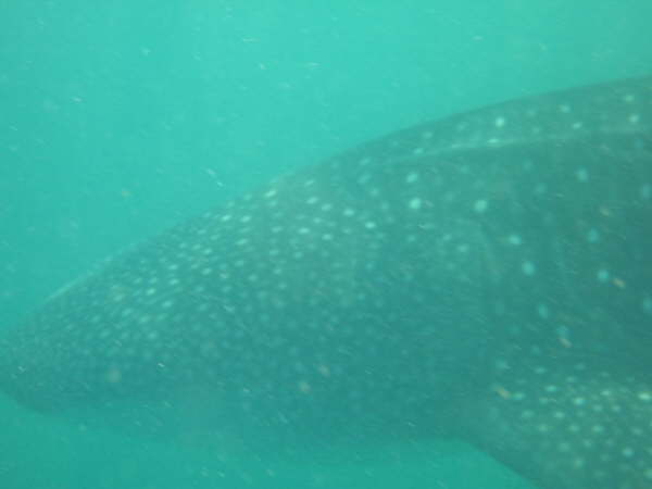 Whale Shark (20 feet in length - too close to photograph)
