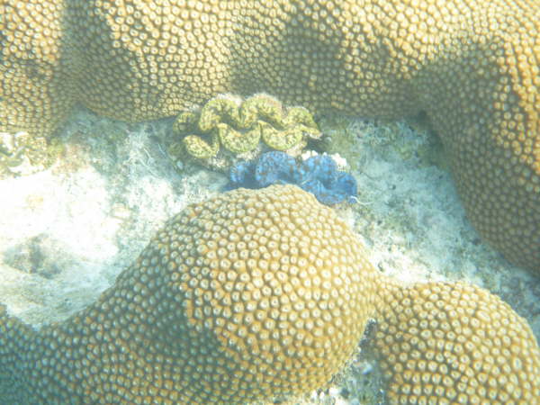 Giant Clams