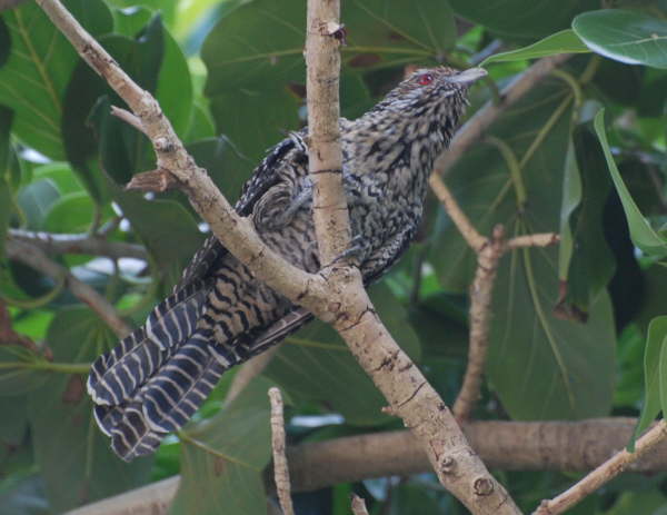 Asian Koel (female)