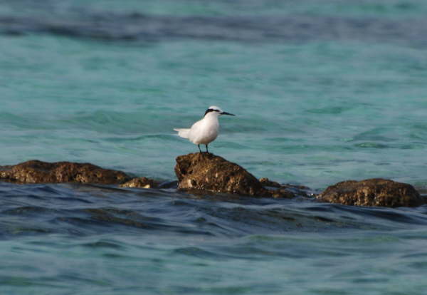 Black-naped Tern