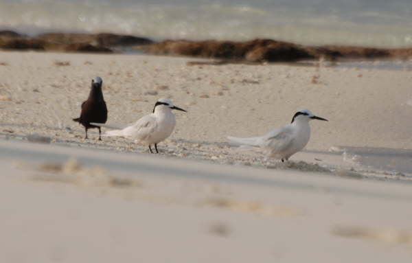 Black-naped Terns and Lesser Noddy
