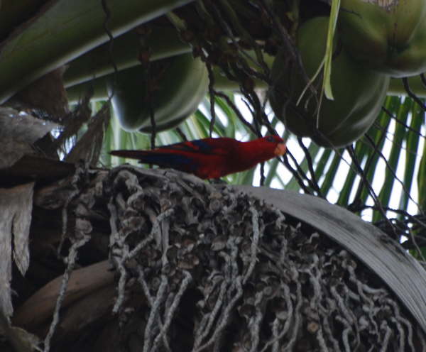 Crimson Rosella