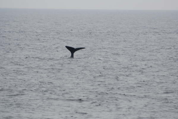 Sperm whale