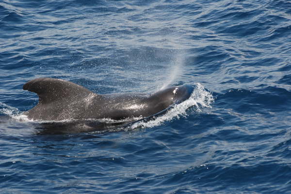 Pilot whale