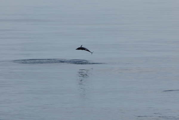 Spinner dolphin