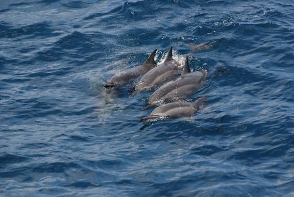 Spinner dolphins