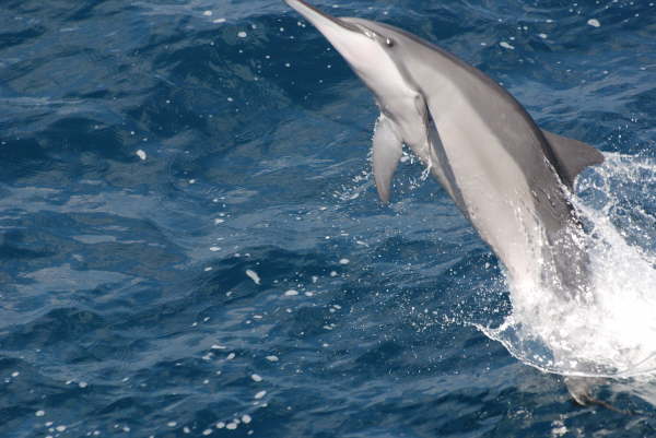 Spinner dolphin