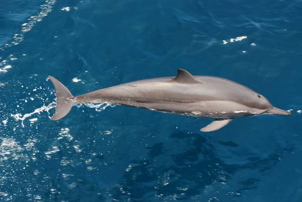 Spinner dolphin