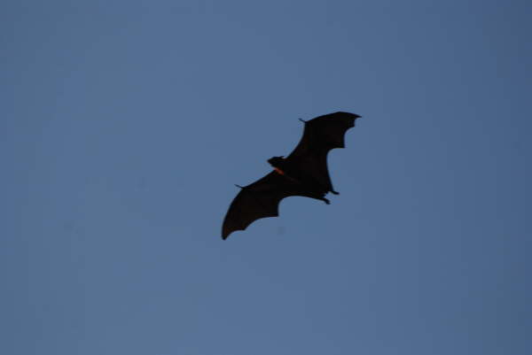 Fruit Bat