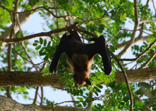 Fruit Bat