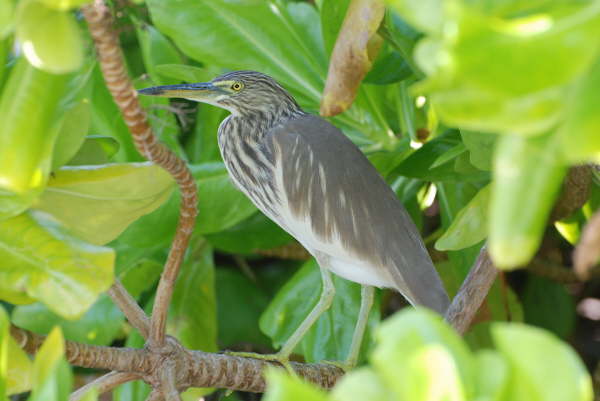 Indian Pond Heron