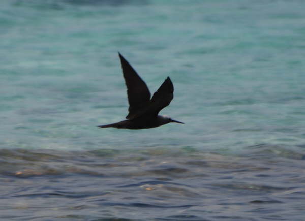 Lesser Noddy