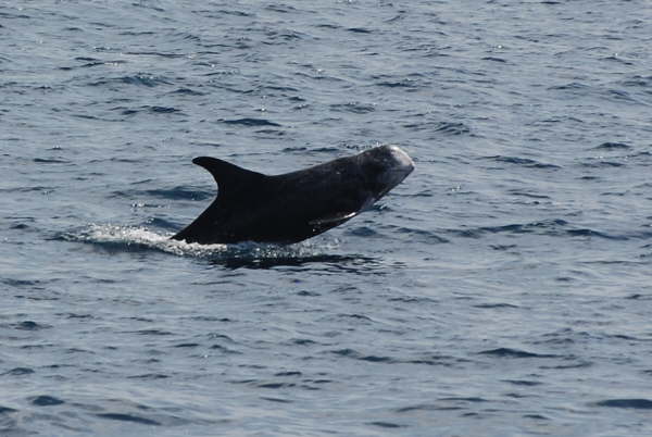 Risso's dolphin