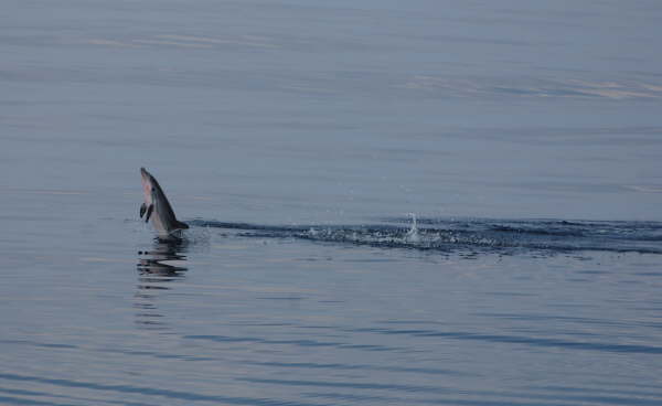 Spinner Dolphin (juvenile)
