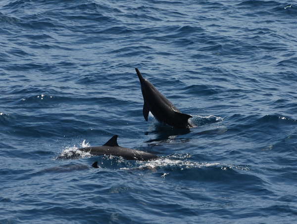 Spinner  dolphins
