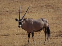 African oryx