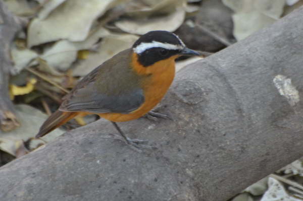 White-Browed Robin-chat