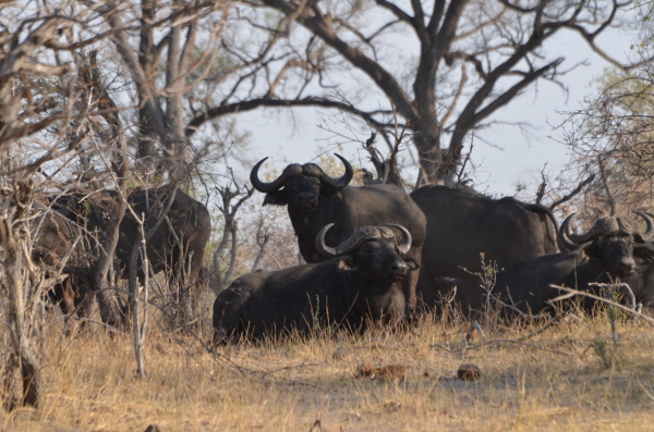 African Buffalo