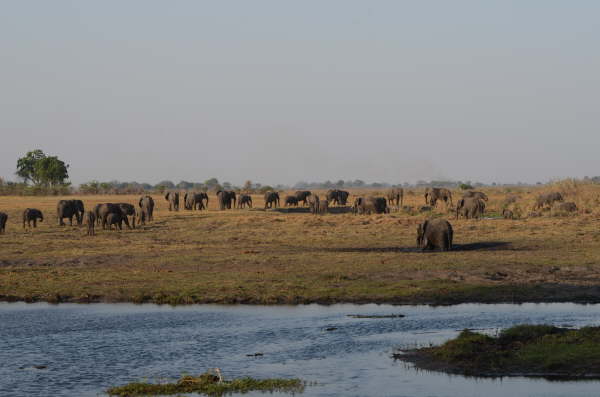 Elephants in Bwabwata National Park