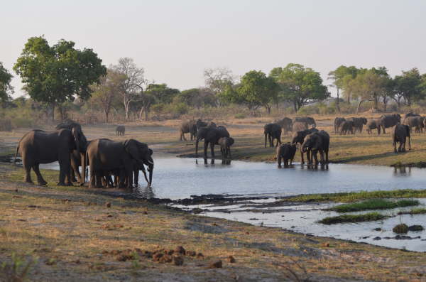 Elephants in Bwabwata National Park