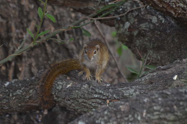 Tree Squirrel