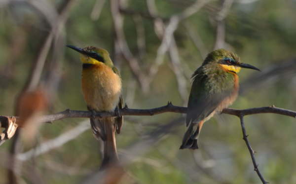 Little Bee-Eaters