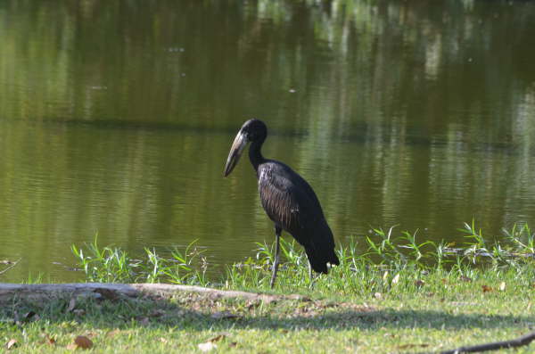 African Openbill (Last in this section)