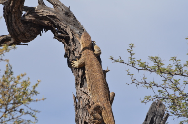 Iguana