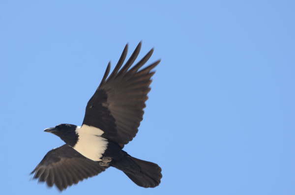 Pied Crow