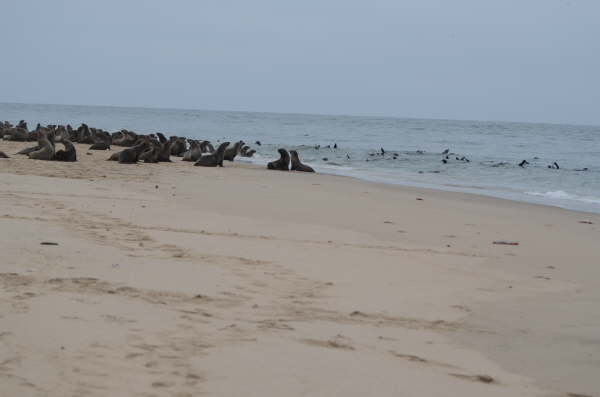 Cape Fur Seas at Walvis Bay 