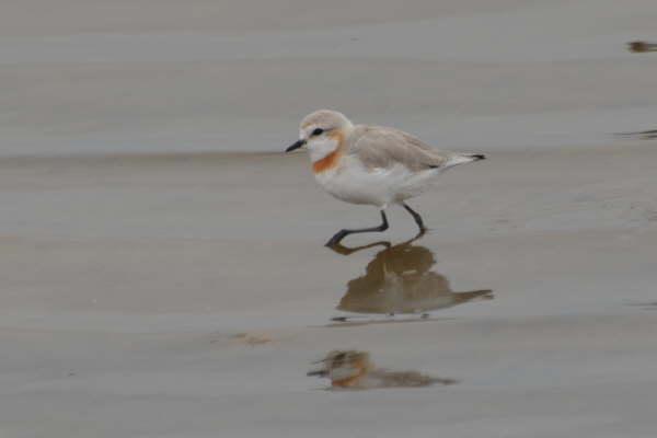 Chestnut Banded Plover