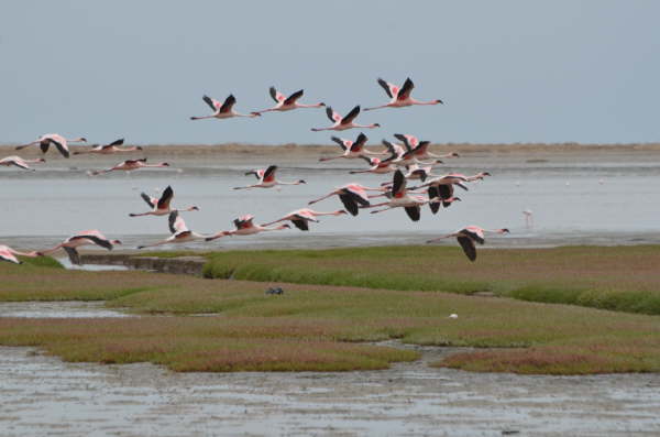 Lesser Flamingoes