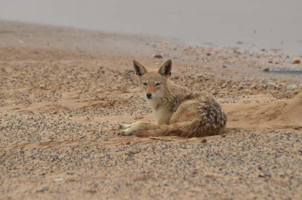 Black-backed Jackal