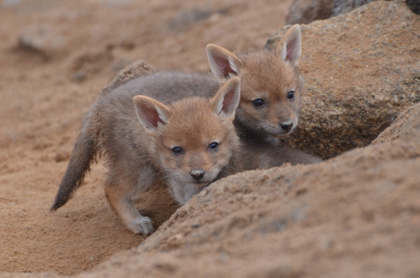 Black-Backed Jackal  cubs