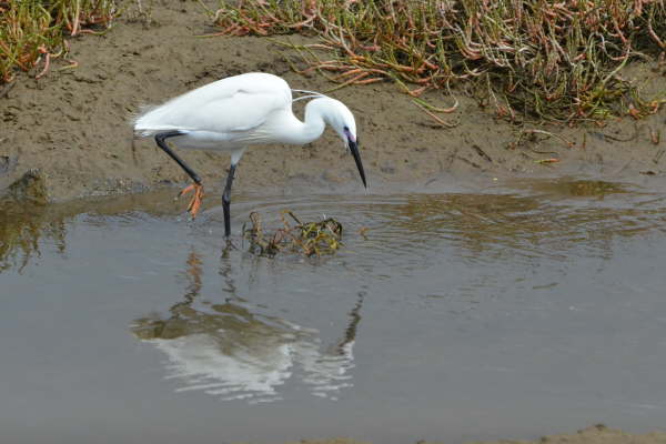 Little Egret