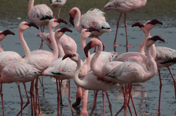 Lesser Flamingoes