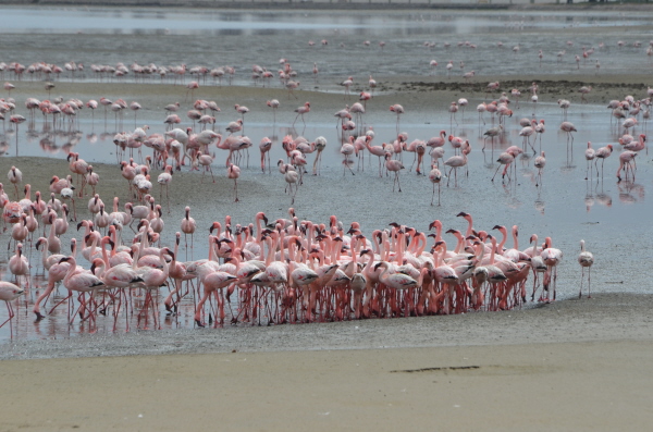 Flamingos at Walvis Bay
