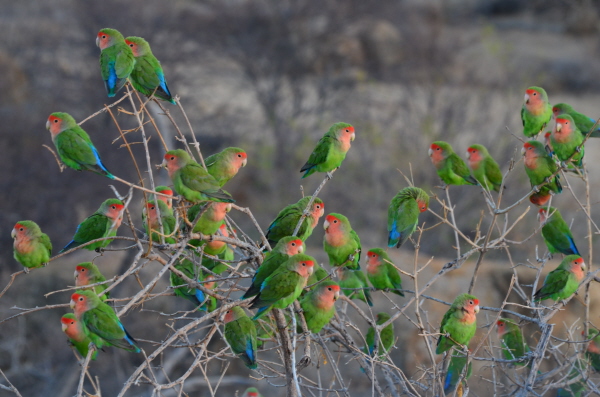Rosy-faced Lovebirds