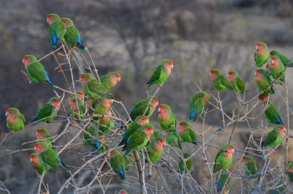 Rosy-Faced Lovebirds