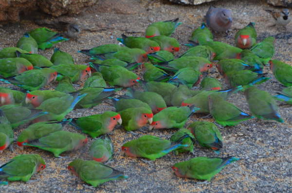 Rosy-Faced Lovebirds
