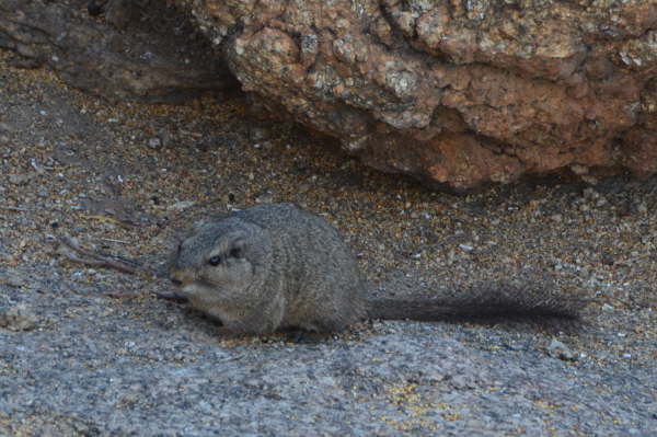 Dassie Rat