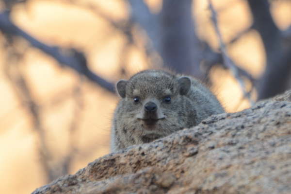 Rock Hyrax