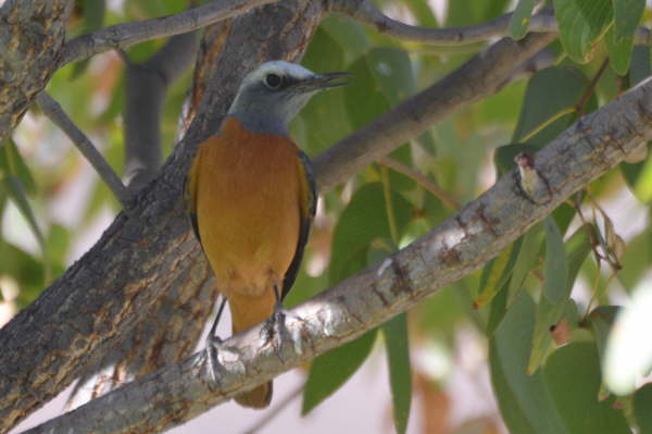 Short-Toed Rock Thrush