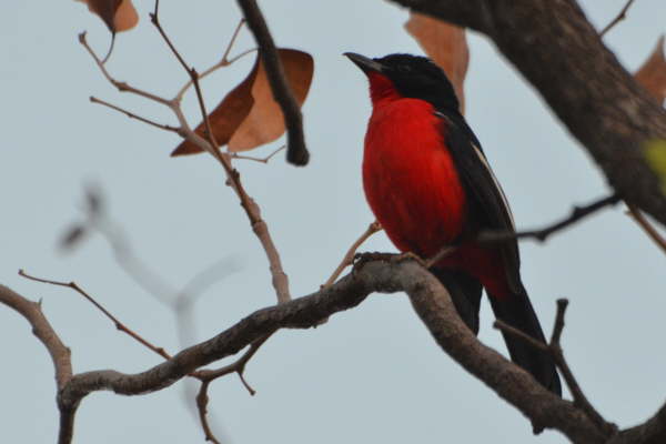 Crimson-Breasted Shrike