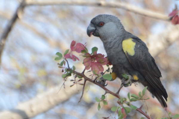 Ruppell's Parrot