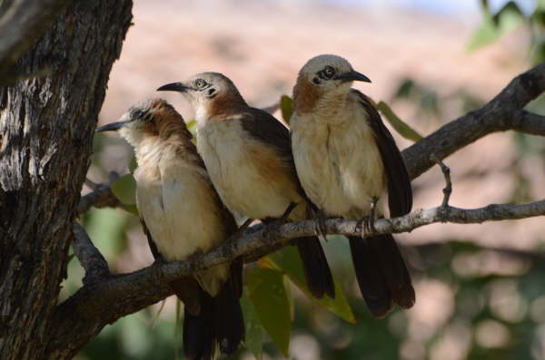 Bare-cheeked Babbler