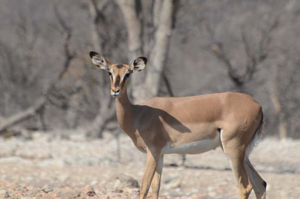 Black-Faced Impala